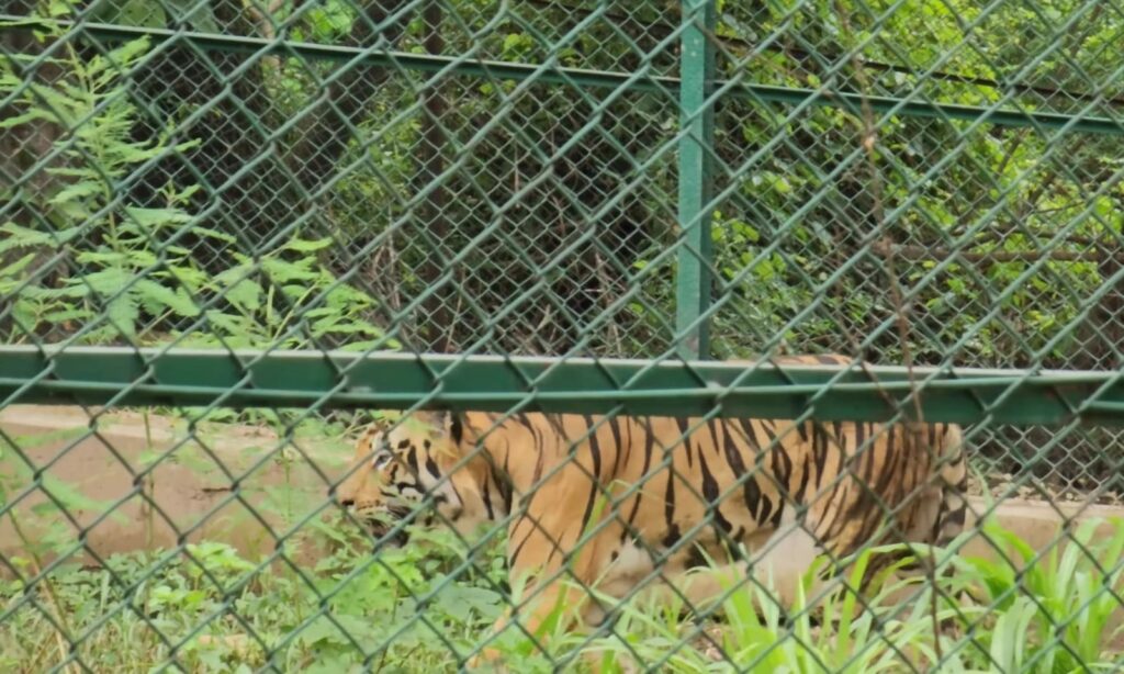 Lion and tiger safari at Sanjay Gandhi National Park