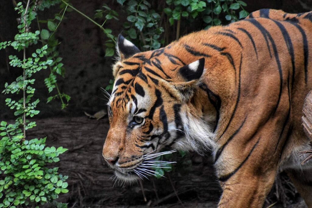 Champawat Tiger of Uttarakhand