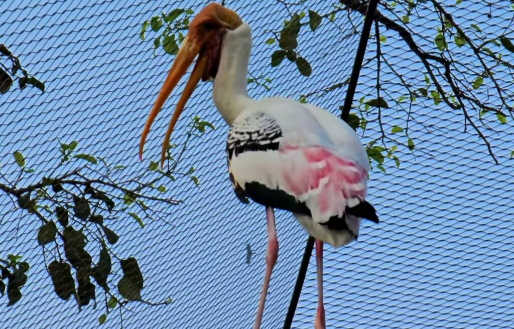 Bird in Byculla Zoo