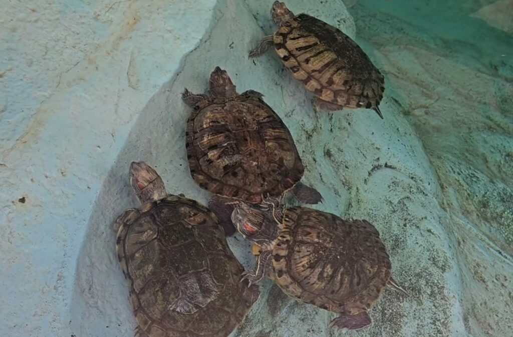 Turtles in Byculla Zoo