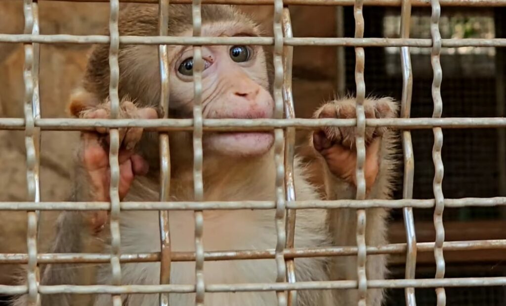 Monkeys  in Byculla Zoo