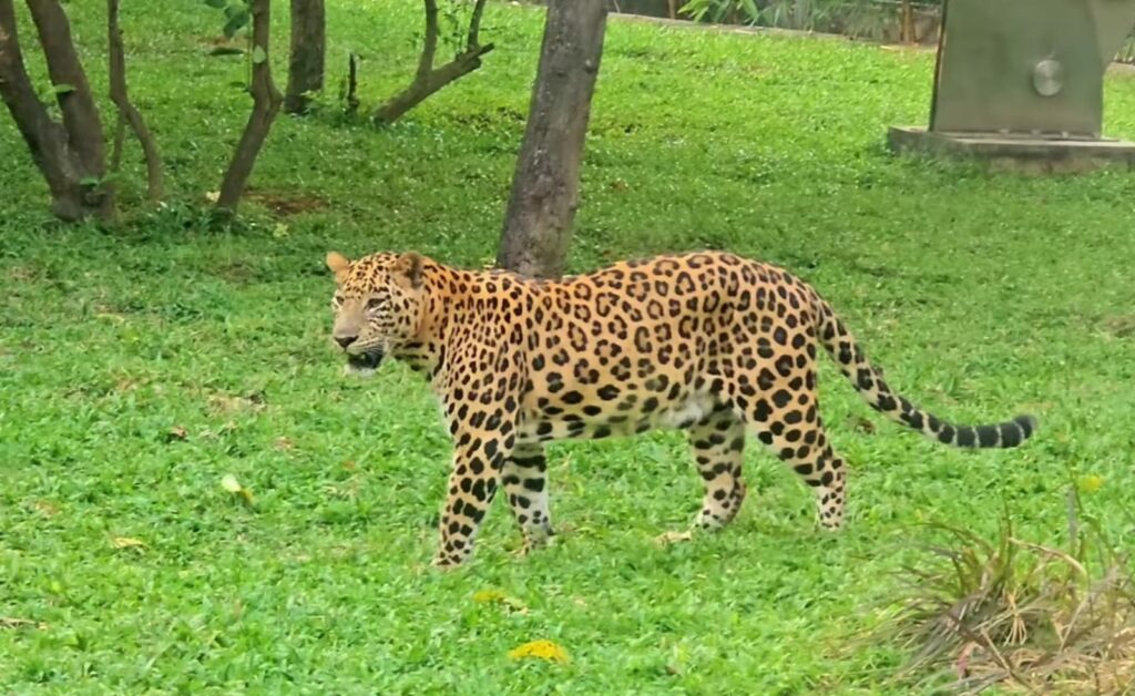 Leopard  in Byculla Zoo