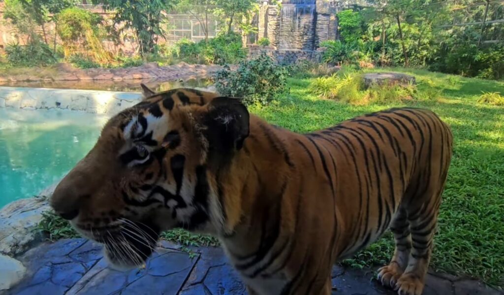 Tiger in Byculla Zoo