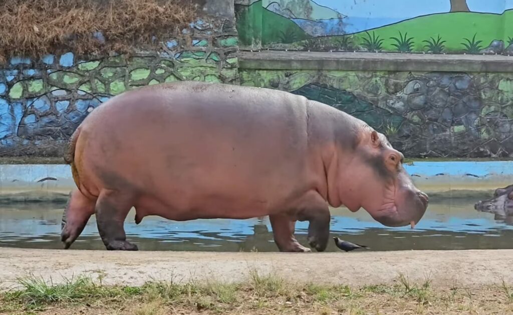 Hippopotamus in Byculla Zoo