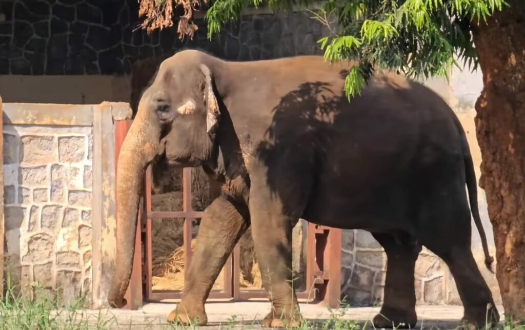 Elephant  in Byculla Zoo