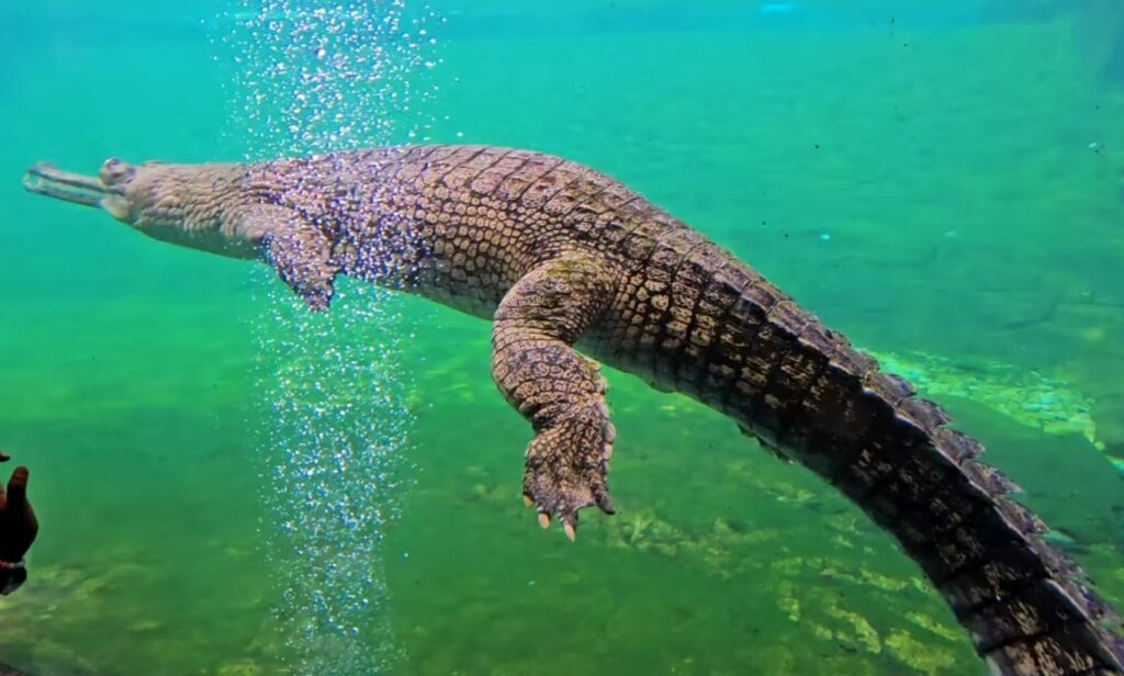 Crocodile  in Byculla Zoo