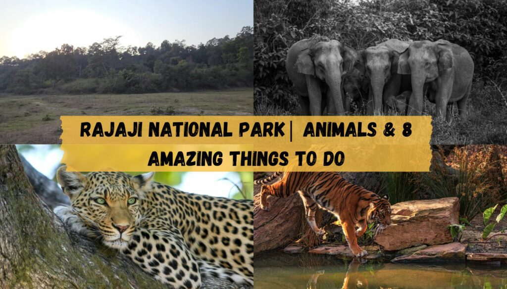 Rajaji National Park| Animals & 8 amazing things to do