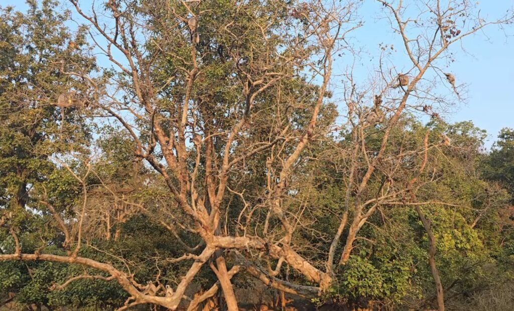 Rajaji National Park