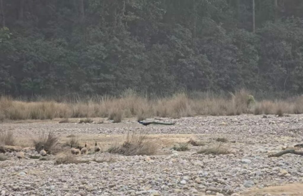 Rajaji National Park