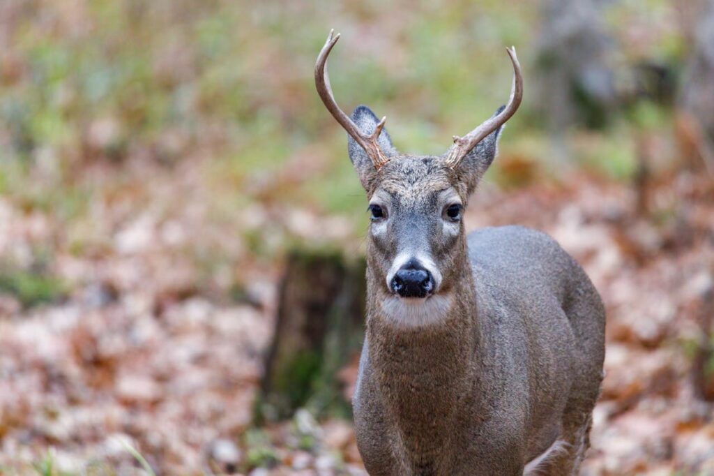 Barking Deer