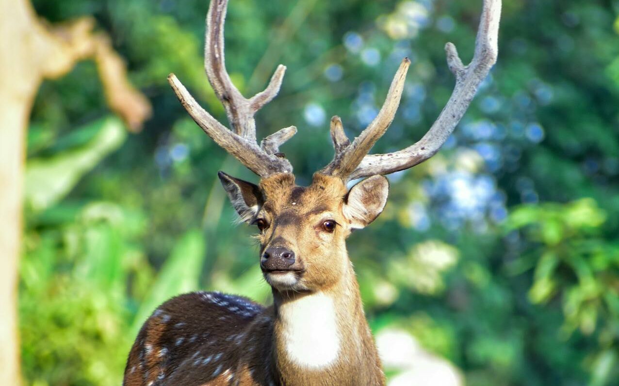 Sambar Deer