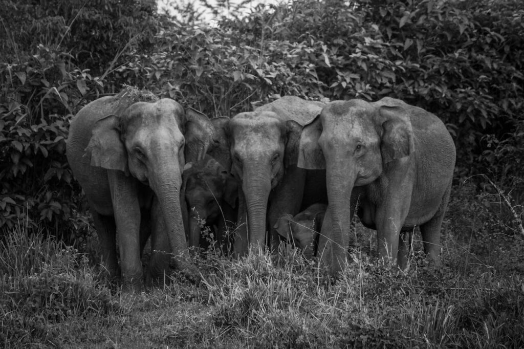 Asian Elephants