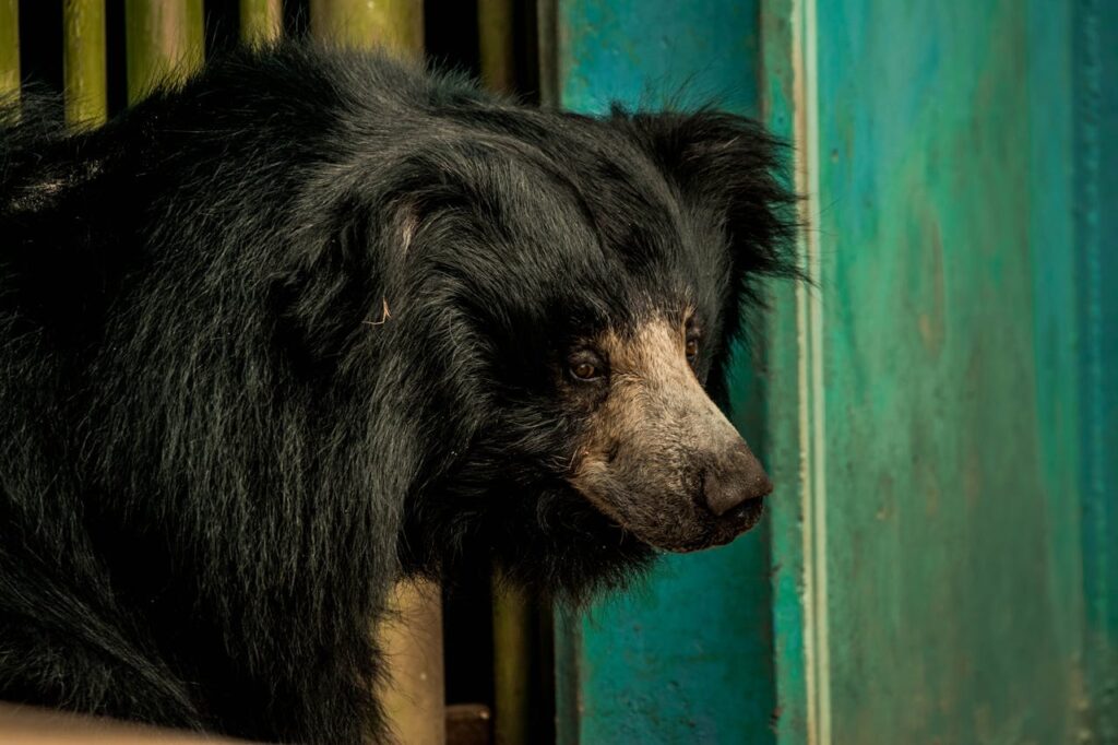 Sloth Bear