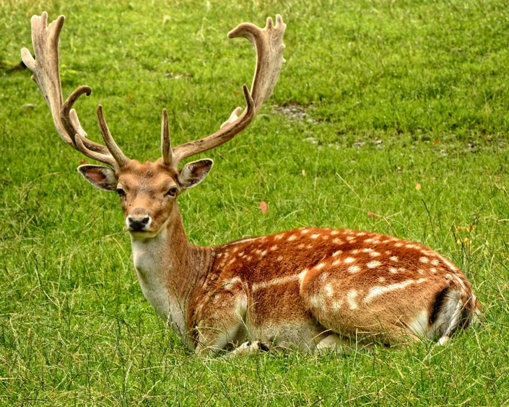 Spotted Deer