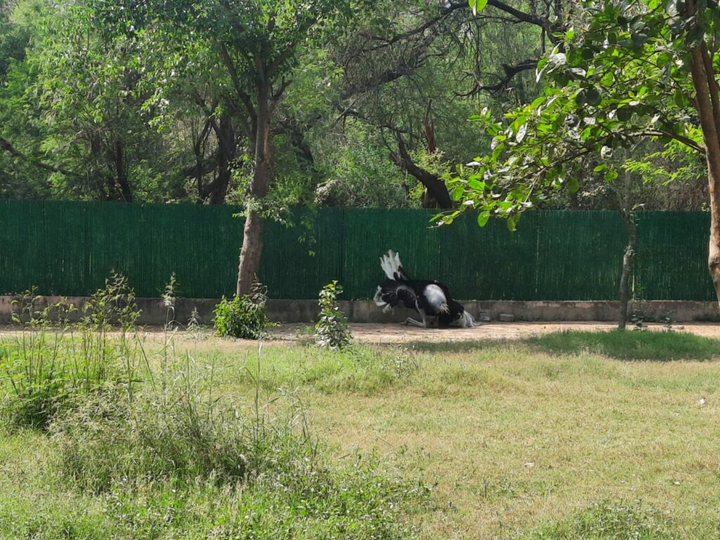 Ostrich in National Zoological Park Delhi