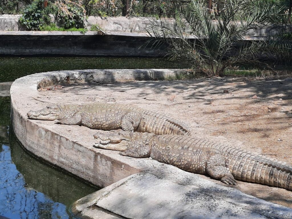 Crocodile in National Zoological Park Delhi