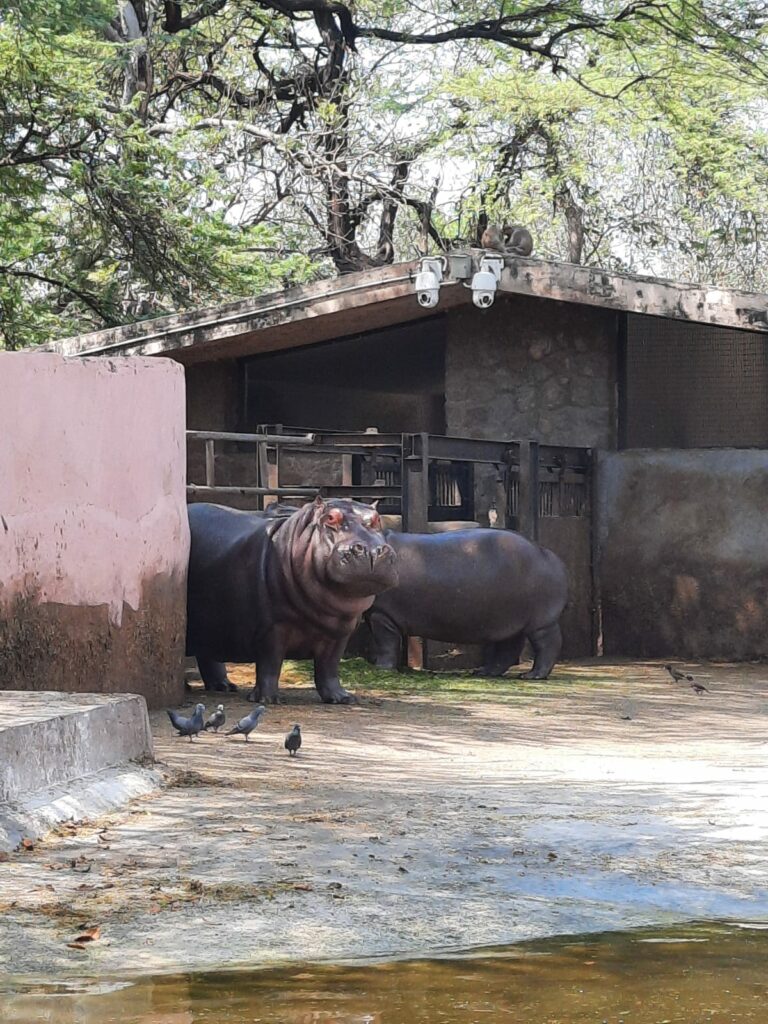Hippopotamus in National Zoological Park Delhi