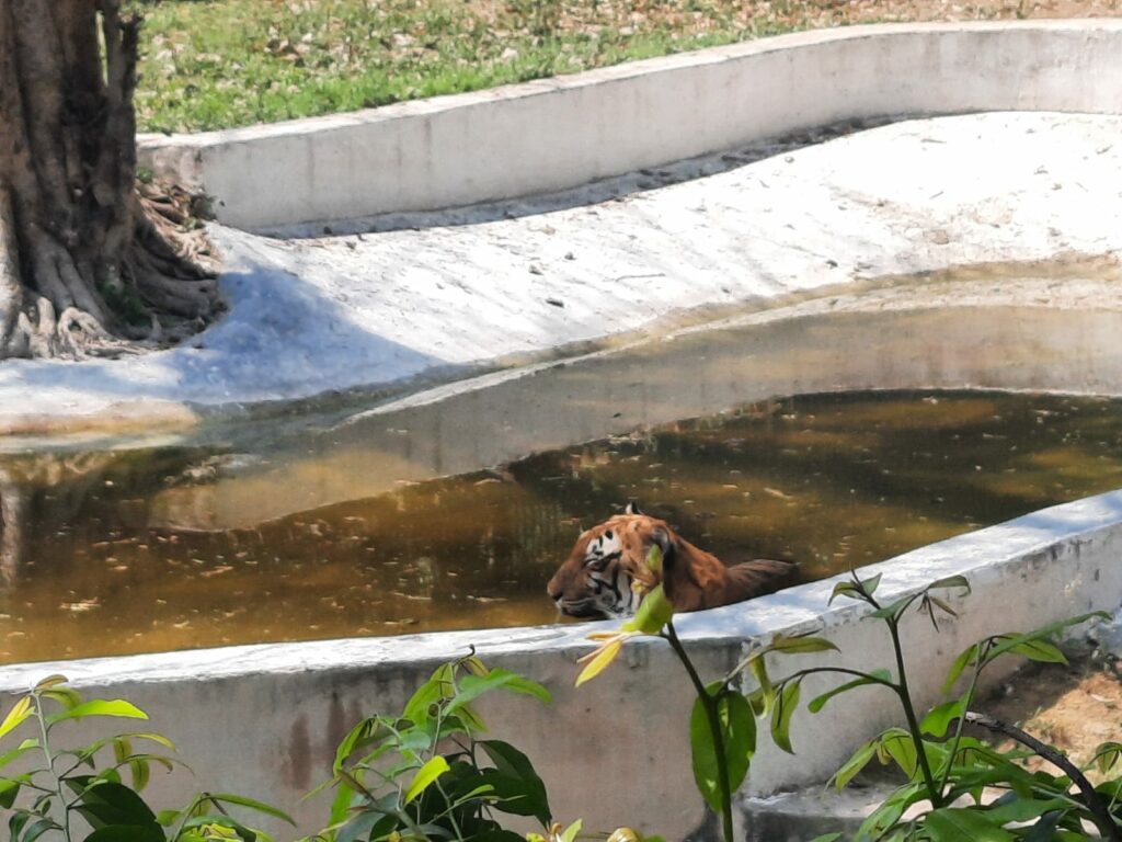 Tiger in National Zoological Park Delhi