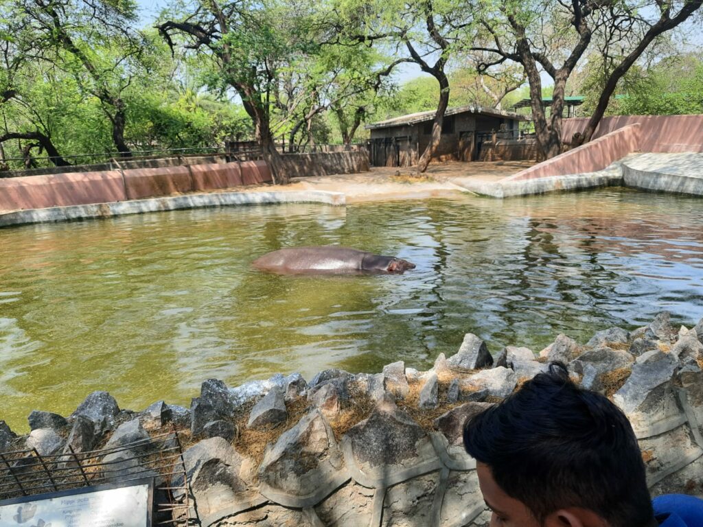Hippopotamus in National Zoological Park Delhi