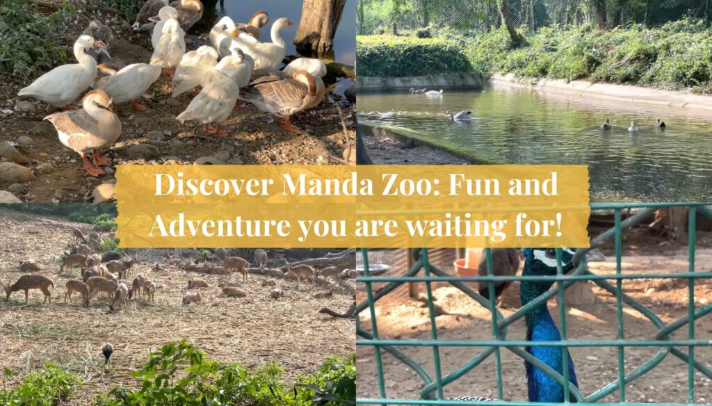 Discover Manda Zoo: Fun and Adventure you are waiting for!