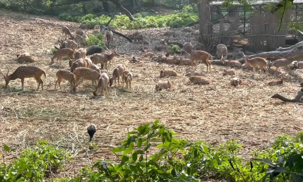 Manda Zoo, Jammu