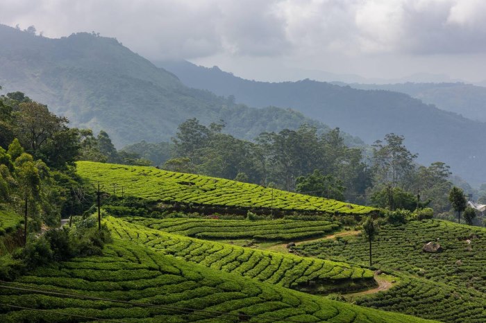 Chellarkovil Viewpoint