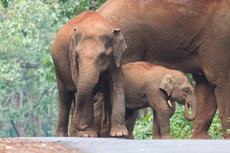 Kuldiha Wildlife Sanctuary