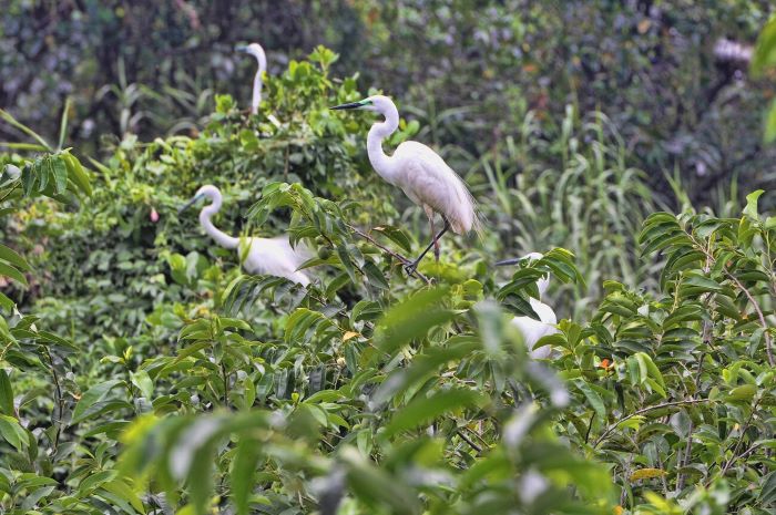 Kumarakom Bird Sanctuary