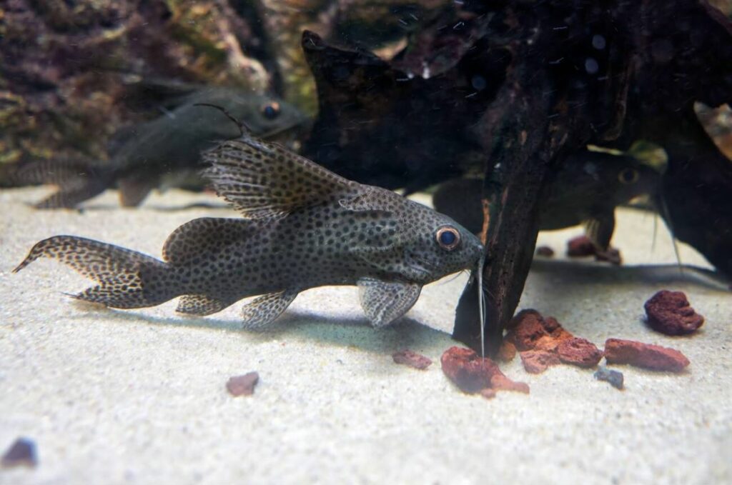 Marine Aquarium and Research Centre, Paradip