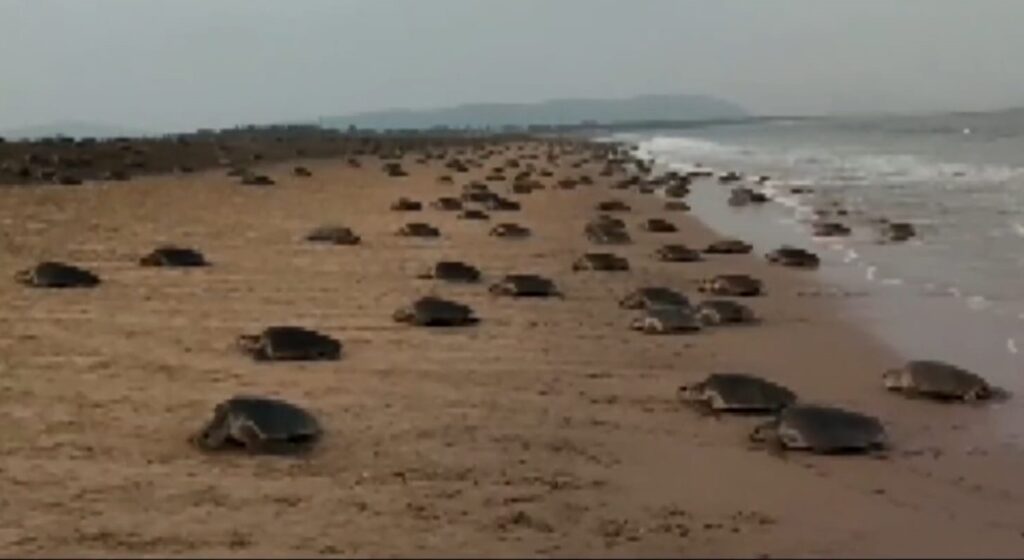 Rishikulya River Mouth