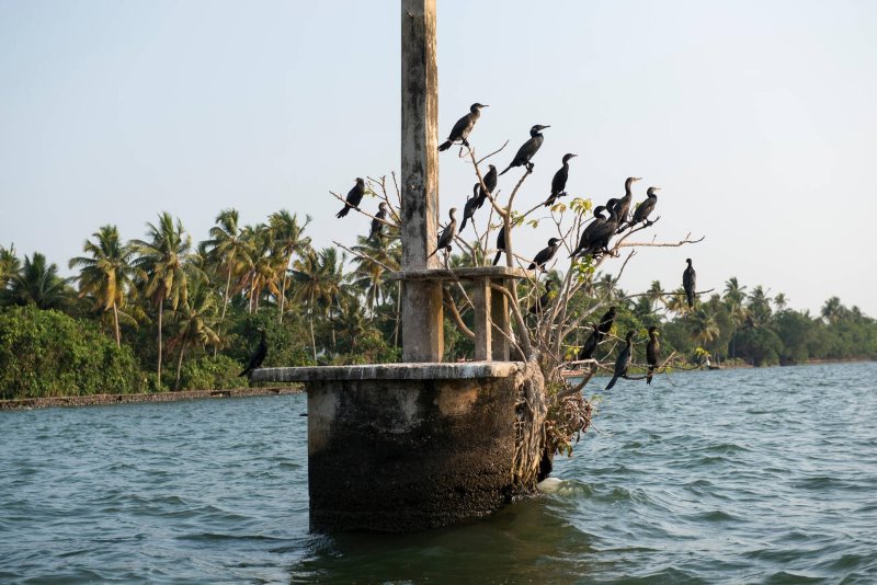 Vembanad Lake