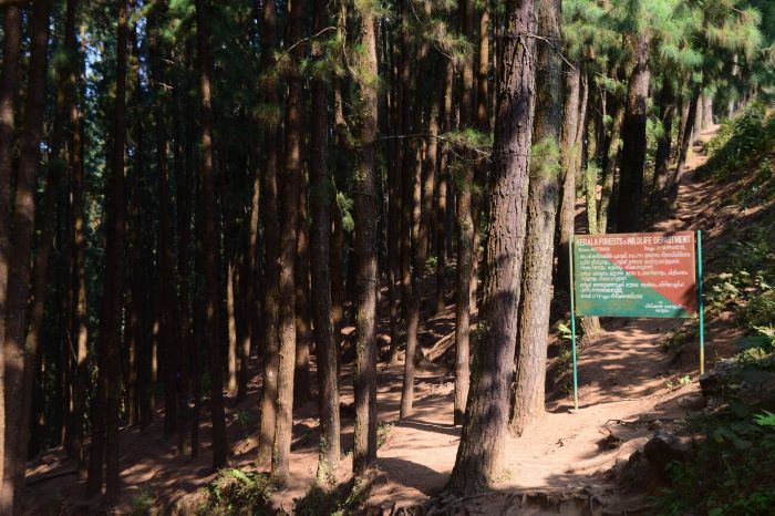 Vagamon Pine Forest