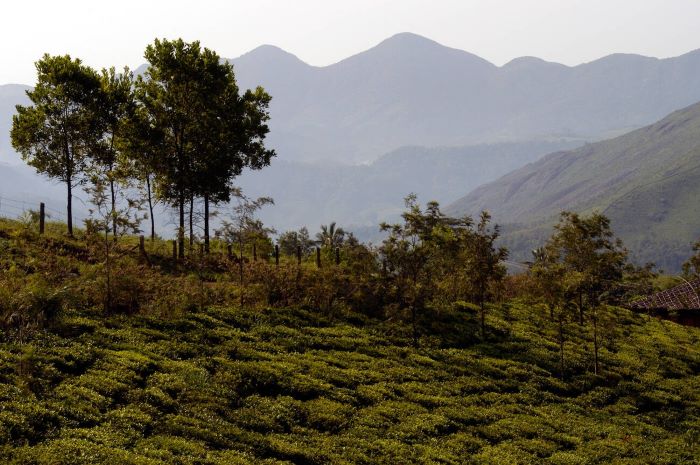 Vagamon Tea Estates