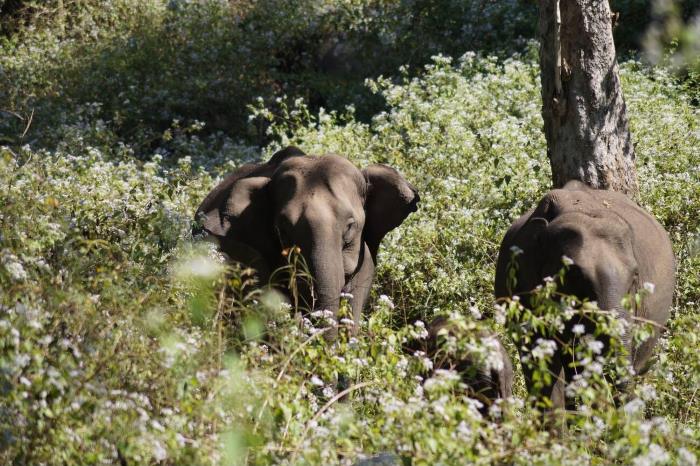 Wayanad Wildlife Sanctuary