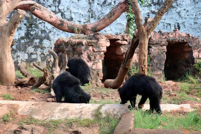 Bears at Nandankanan zoological park