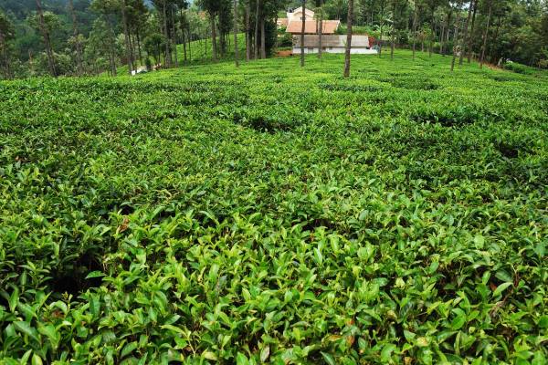 Bonacaud Tea Estate