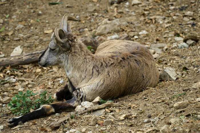 Himalayan Wildlife