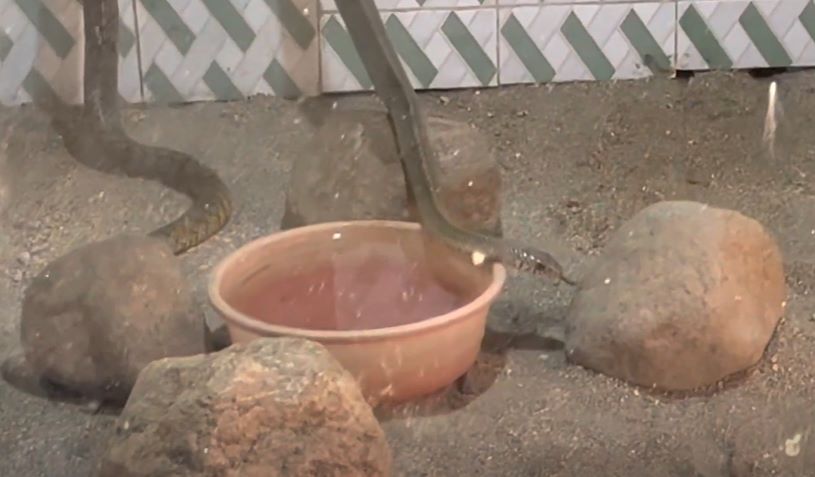 Malampuzha Snake Park