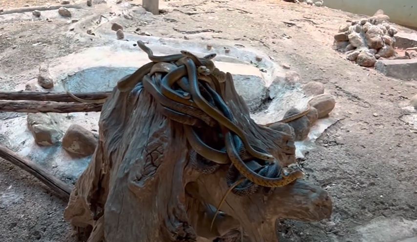 Types of Reptiles and Animals in Malampuzha Snake Park