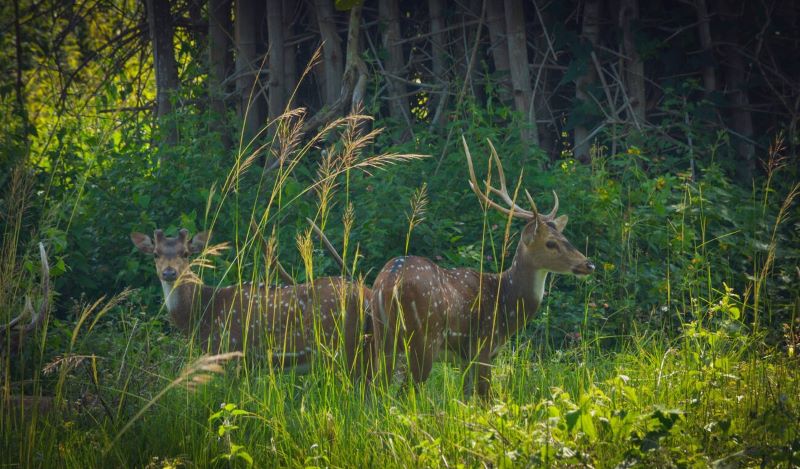 Mini Zoo (Ponmudi Deer Park)