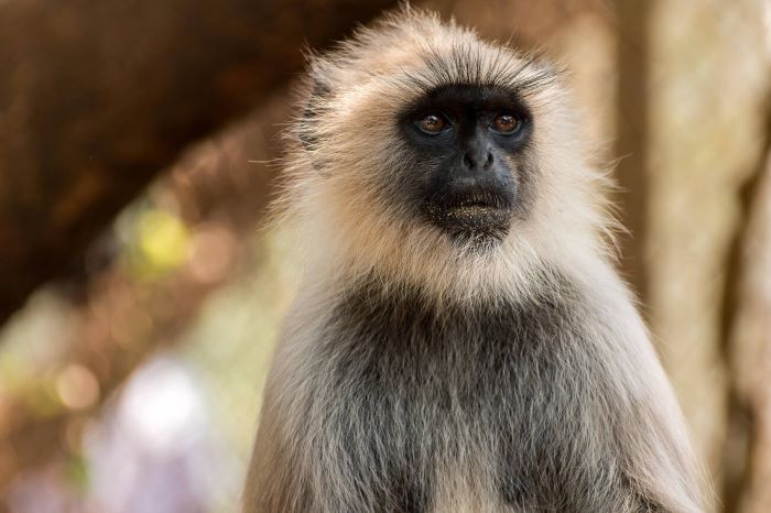 Monkey at Nandankanan zoological park