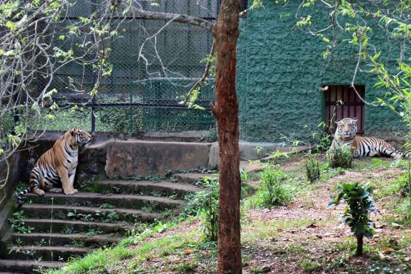 Nandankanan zoological park Visual appearance