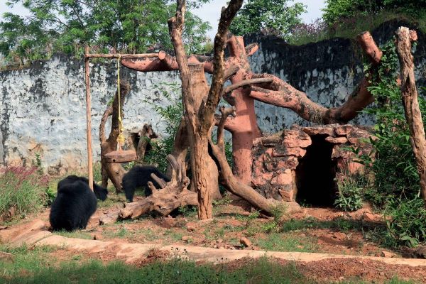 Nandankanan zoological park