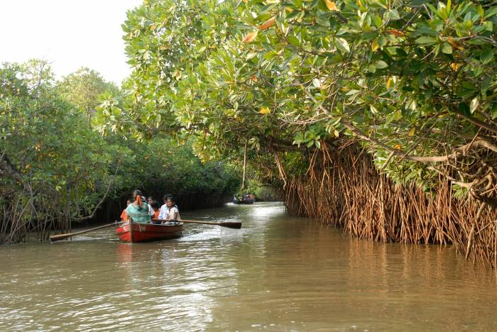 Pichavaram Mangrove Forest