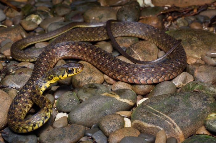 Snake enclosures