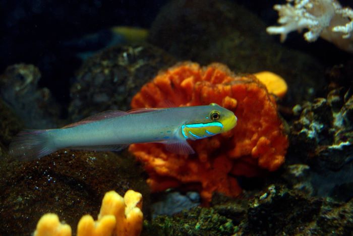 Vizhinjam Marine Aquarium