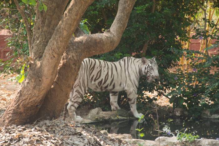 White Tiger Safari