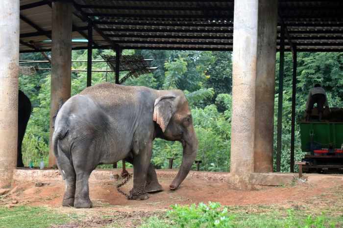 Wildlife Species to See in Nandankanan zoological park