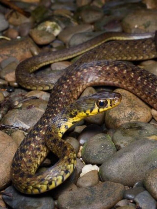 Explore Malampuzha Snake Park in Kerala