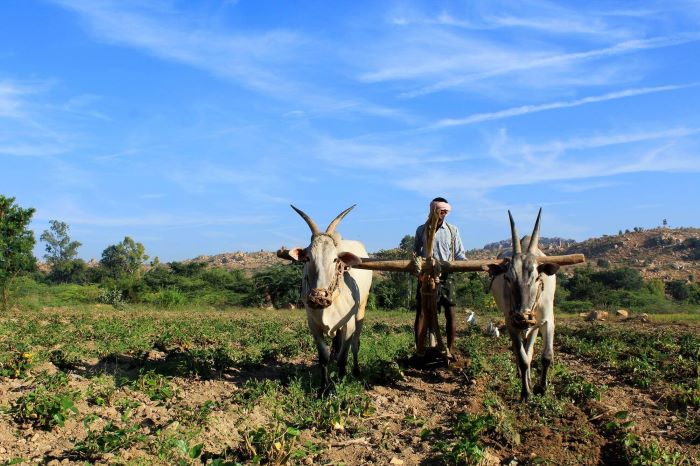 Javadhu Hills, Tamil Nadu